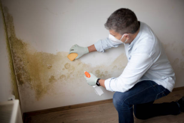 Best Basement Mold Removal  in Atoka, TN